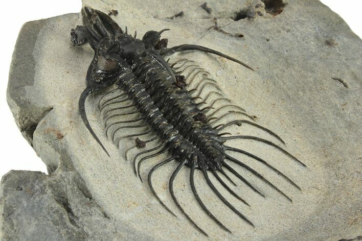 Spiny Quadrops Trilobite - Top Quality Specimen #227317